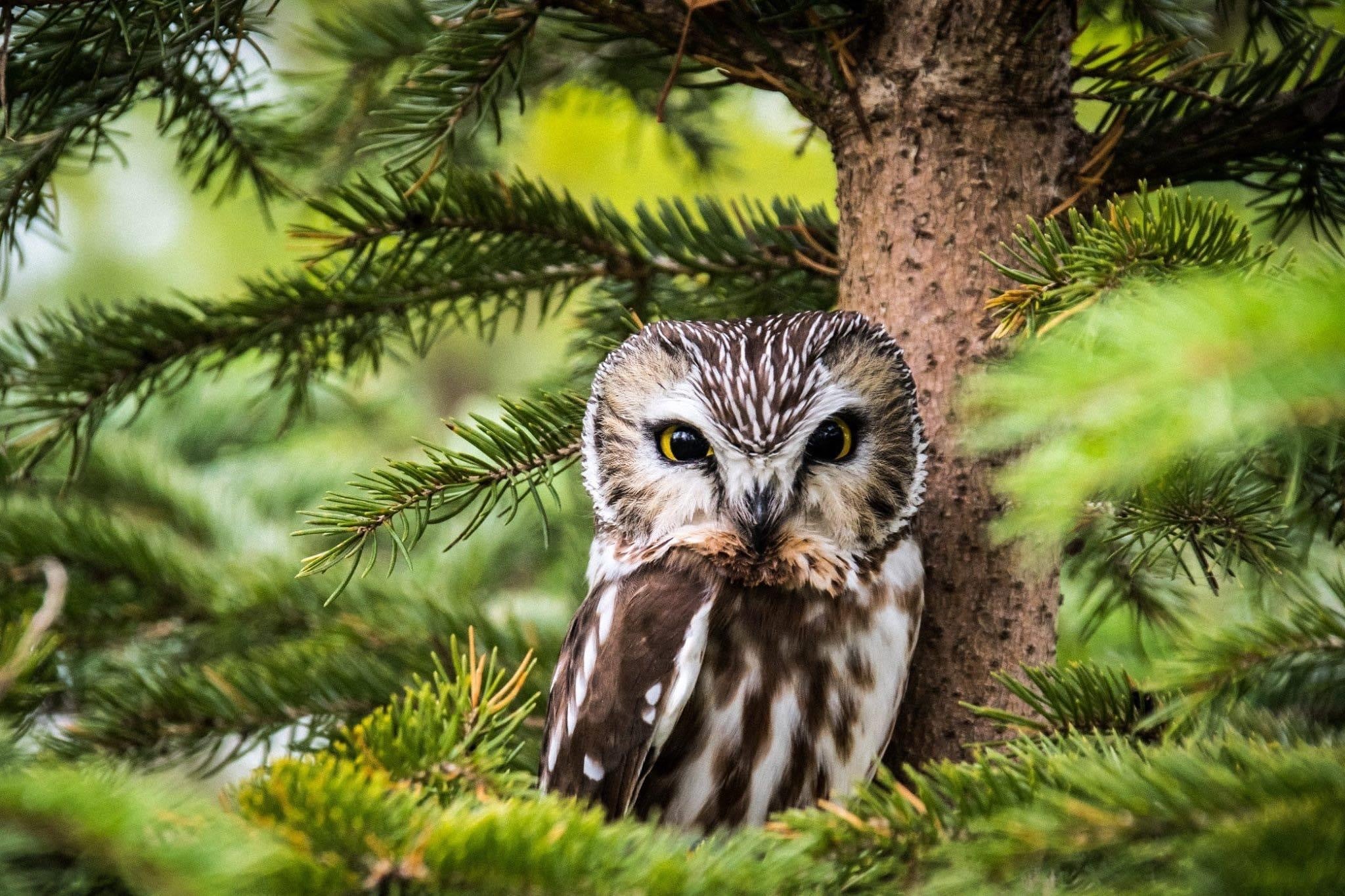 scope別注　Northern Owl White Northern Saw-Whet Owl – Cape May Magazine